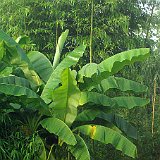 muso basjoo und Phyllostachys vivax Huanwenzhu.JPG